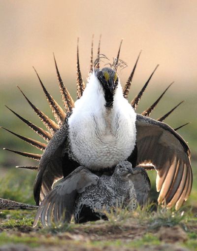 A sage grouse rooster mounts a hen for breeding on a lek, the 