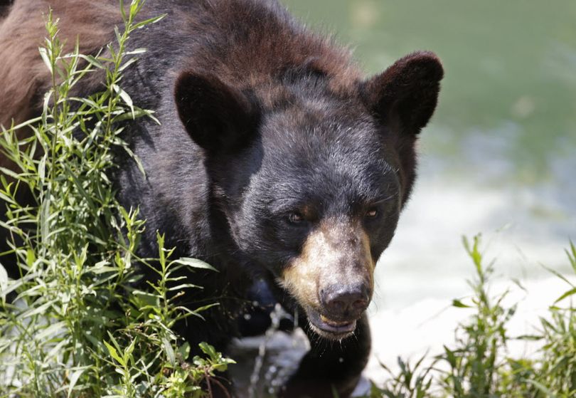 Black bear. (Associated Press)