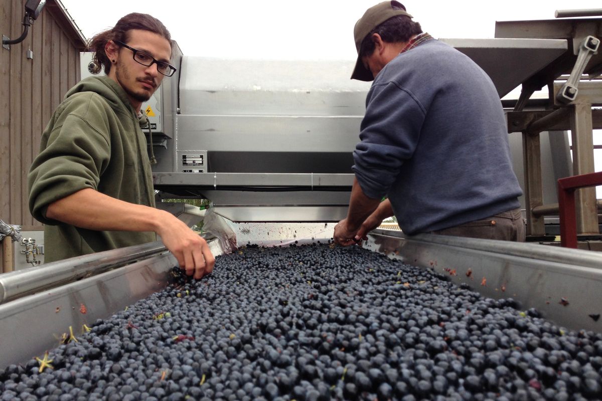 Workers sort red wine grapes at Reininger Winery in the Walla Walla Valley during the 2013 harvest. (Andy Perdue)
