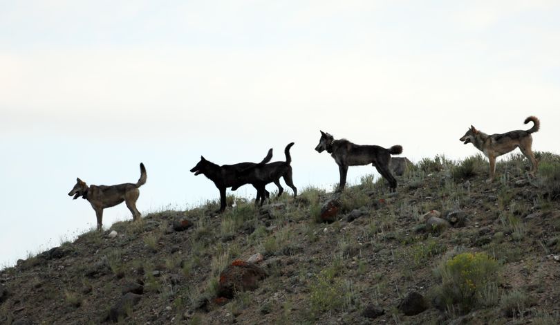 This photo provided by Wolves of the Rockies shows a wolf pack in Yellowstone National Park in 2012. The pack’s alpha female was shot in Wyoming, among at least five collared wolves from Yellowstone killed by hunters that fall. Four more wolves collared in the park but no longer living there also had been shot. (Associated Press)