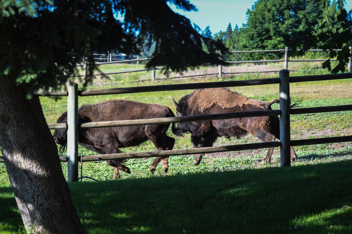 Buffalos Hazel and Baxter romp into the field at Glenrose and Carnahan Roads after having their breakfast, Monday, June 24, 2019. (Dan Pelle / The Spokesman-Review)
