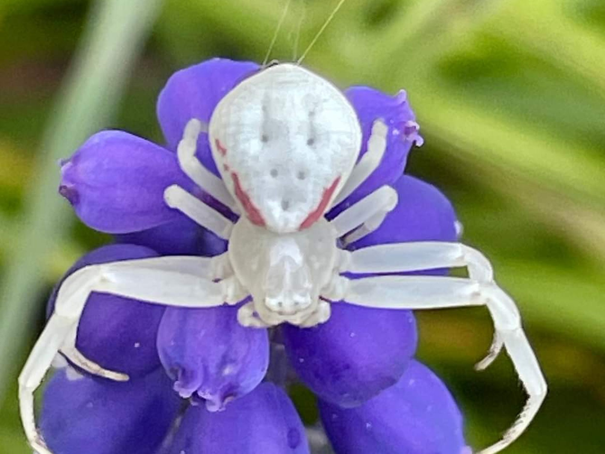 White Crab Spider Poisonous