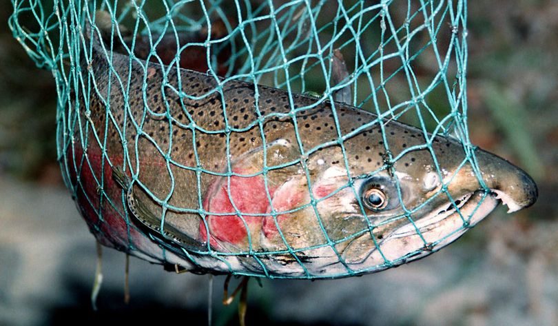 A coho salmon is netted by a Yakima River angler. (Associated Press)