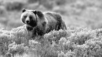 
The federal government says Yellowstone grizzly bears, like this one seen in June 2005, are no longer endangered. 
 (The Spokesman-Review)