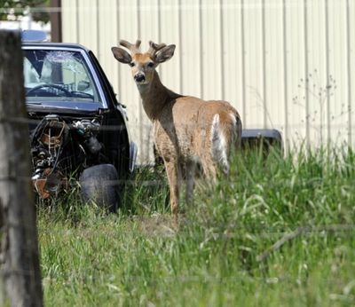 A buck looks over the fence at a half acre of Dalton Gardens land Friday, May 28, 2010, where a community-supported agriculture project is taking shape. The abundance of deer is one of the hazards of gardening in North Idaho. The garden will return fresh produce to subscribers through the summer months. (Jesse Tinsley/SR file photo)