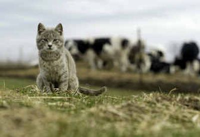 
A cat is photographed  south of Loyal, Wis., on Tuesday.  Wisconsin is considering a proposal  that would allow licensed hunters to kill free-roaming cats. 
 (Associated Press / The Spokesman-Review)