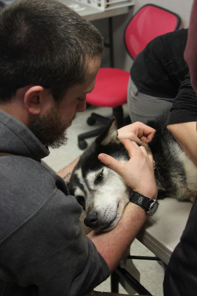 Dave Delcourt, a handler on musher Ray Redington Jr.’s sled dog team, holds Dozer for a pre-race blood screening and heart check Wednesday at Iditarod Trail Sled Dog Race headquarters in Wasilla, Alaska. (Mark Thiessen / Associated Press)
