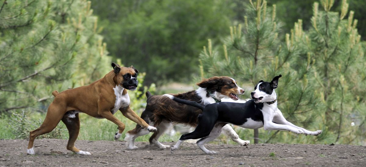Dogs race through the SpokAnimal Dog Park at High Bridge, including G, at left, and Tesla, right, on Tuesday. (Dan Pelle)