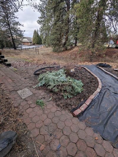 If you still have your real Christmas tree, cut the branches off and cover new or tender plants to protect from a potential arctic freeze with no snow on the ground, similar to what we withstood last year.  (Pat Munts/For The Spokesman-Review)