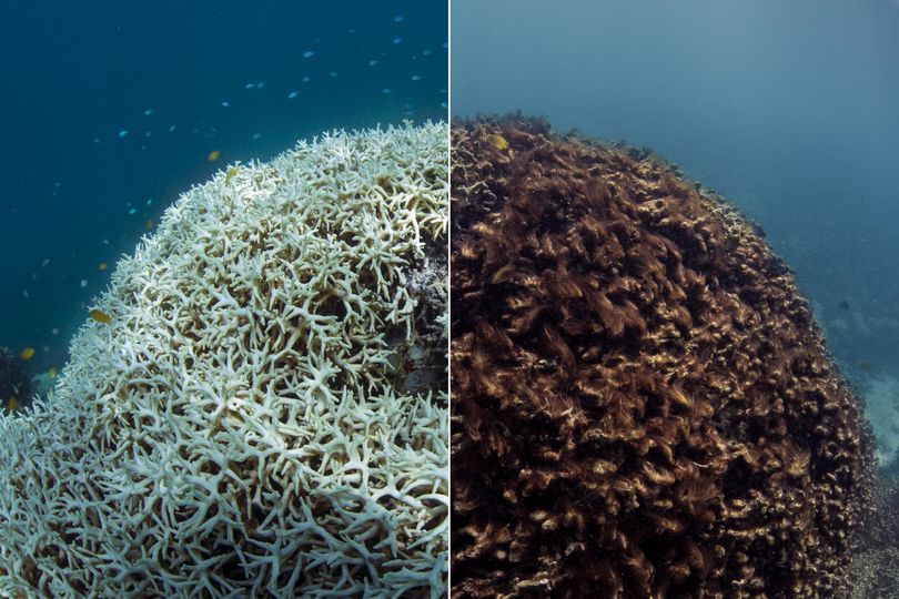 This photo shows before, March 2016, left, and after, May 2016, images of coral bleaching and death at Lizard Island on Australia’s Great Barrier Reef. Scientists say the world’s coral reefs are in peril.
 (XL Catlin Seaview Survey via Associated Press)