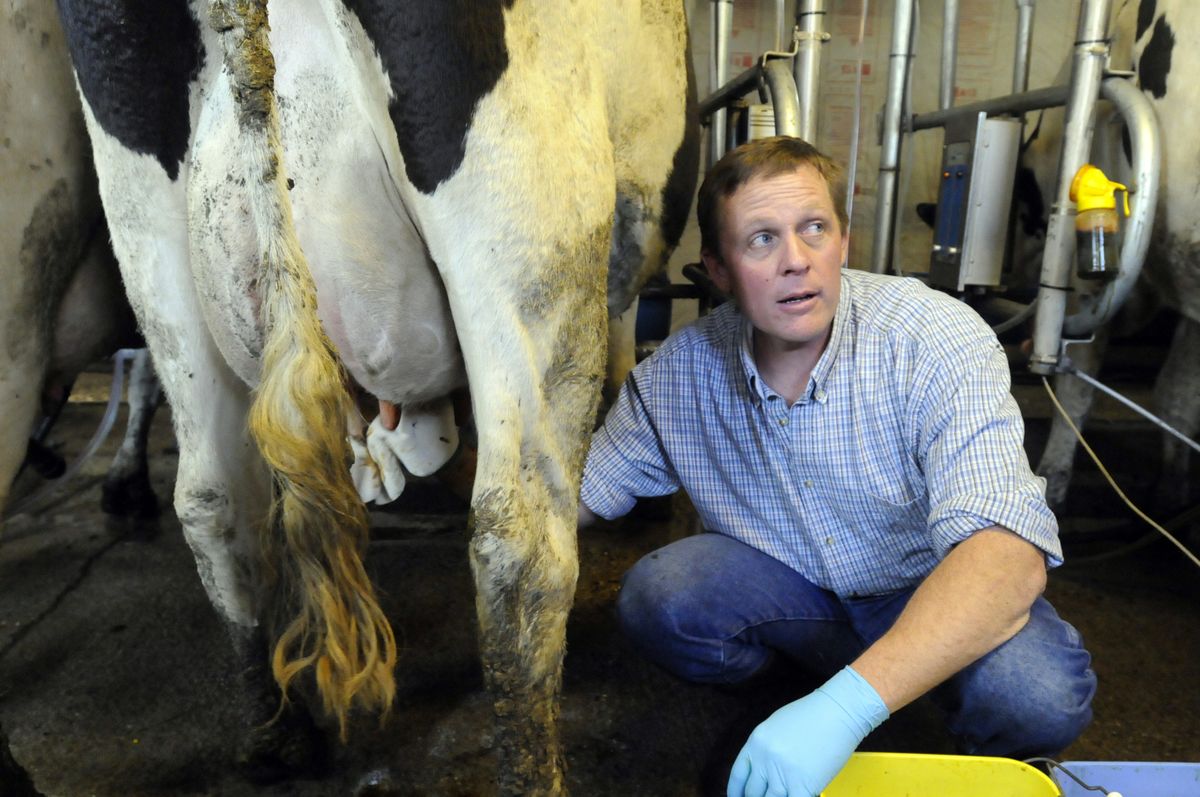 Mike Vieira, owner of a micro-dairy on the West Plains, cleans the udder and teats of a cow before milking Thursday, April 30, 2009.  Vieira prides himself on cleanliness and although he has thirty cows now, he doesn