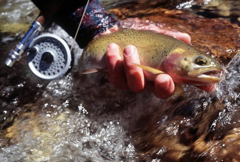 A cutthroat trout from Kelly Creek in the Clearwater National Forest of Idaho. (Rich Landers)