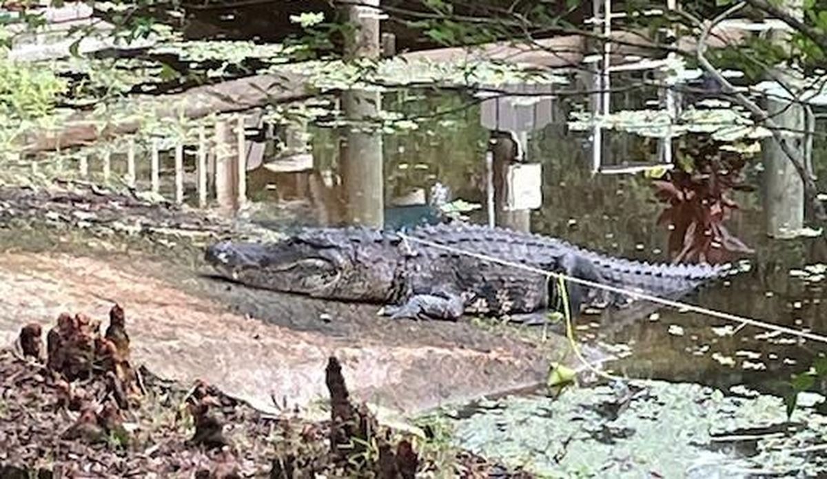 The 11-foot, 405-pound male alligator in the days after attacking and nearly killing Rachél Thomspon on July 4. Because of an injury on his nose, Thompson had nicknamed the gator Scar. 