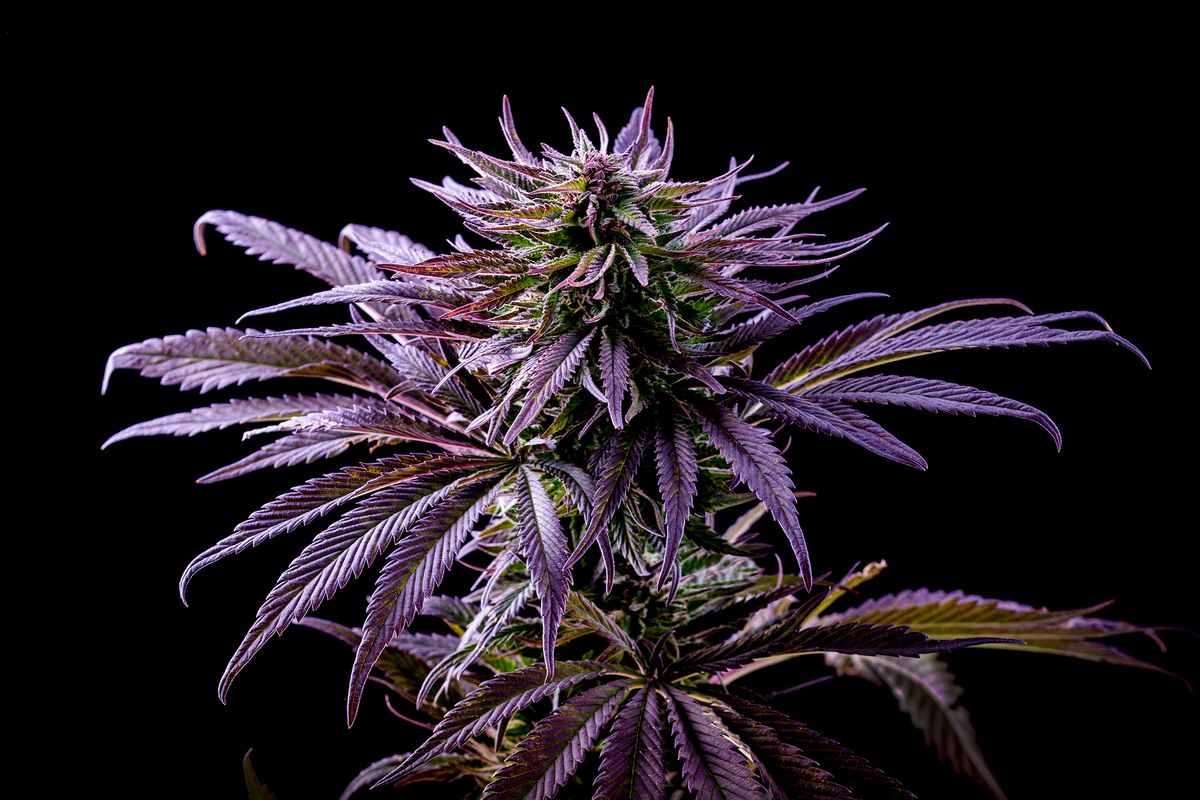 Tips on how to grow your own marijuana - The Washington Post