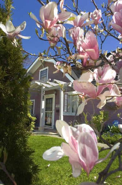 
Magnolia blossoms, tended by the homeowner create a gorgeous scene at the front of the house. 
 (Christopher Anderson/the spokesman-review / The Spokesman-Review)