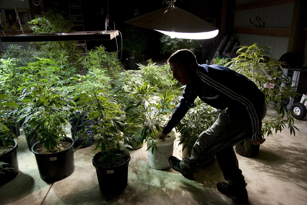 Frank Schade moves some of his marijuana plants in the vegetative room of his grow operation on the Peone Prairie last week. (Dan Pelle)