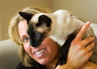 
Jennifer Martone has insured her 12-year-old seal point Siamese cat, Scout, through Veterinary Pet Insurance. Martone, who was paying large sums of money all at once to have routine blood work and dental cleanings, decided that insurance for her cat was the smartest option because it would also cover most future medical problems Scout may encounter. 
 (Kathryn Stevens / The Spokesman-Review)