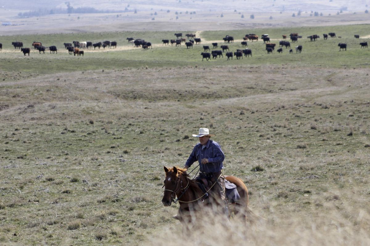 Cattle rancher Joe Whitesell rides in a field near Dufur, Oregon, on March 20. Tiny towns tucked into Oregon’s windswept plains might not have had a single case of the new coronavirus yet, but their residents fear the spread of the disease to areas with scarce medical resources, the social isolation that comes when the only diner in town closes its doors and the economic free fall that’s already hitting them hard. (Gillian Flaccus / Associated Press)