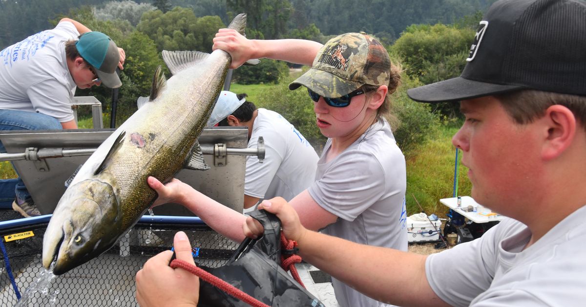 150 Chinook salmon to be released in Spokane River Wednesday The