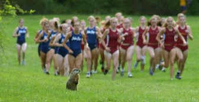 
A groundhog stands in the path of a girls cross country race in Union Vale, N.Y., in September. 
 (Associated PressAssociated Press / The Spokesman-Review)