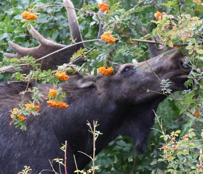 A bull moose feeds among mountain ash near Sacheen Lake.