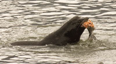 A sea lion eats a salmon in the Columbia River near Bonneville Dam  last April.  (File Associated Press / The Spokesman-Review)