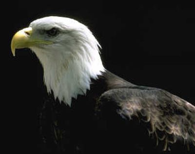 
A presentation featuring a bald eagle named Liberty will be part of Sunday's eagle-watching cruise. Courtesy of Birds of Prey Northwest
 (Courtesy of Birds of Prey Northwest / The Spokesman-Review)