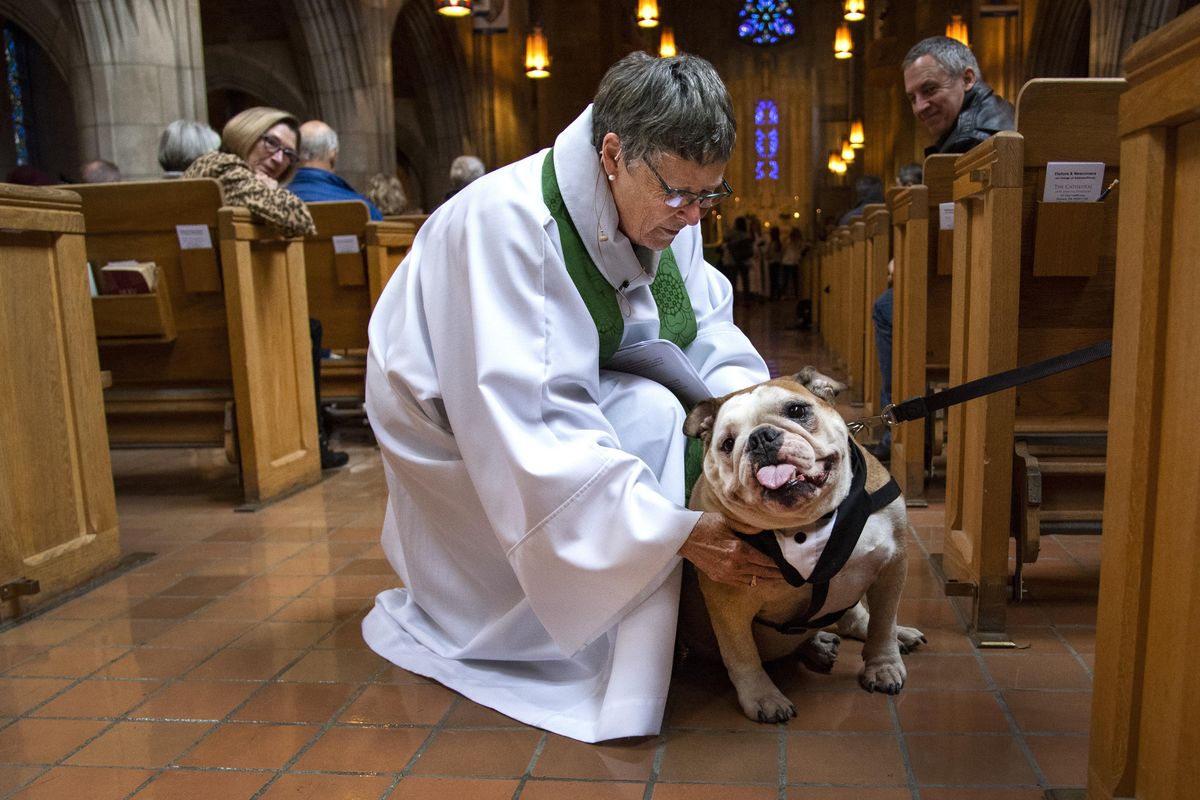 Dog owner Jen Galloways English bulldog Rupert is blessed by The Reverend Canon Kristi Philip, Sunday. Oct. 7, 2018, at The Cathedral of St. John The Evangelist. (Colin Mulvany / The Spokesman-Review)
