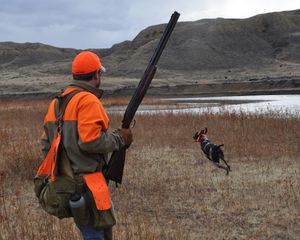 Bob St.Pierre of Minnesota follows his German shorthair pointer while hunting Montana pheasants on islands in the Missouri River via canoes.