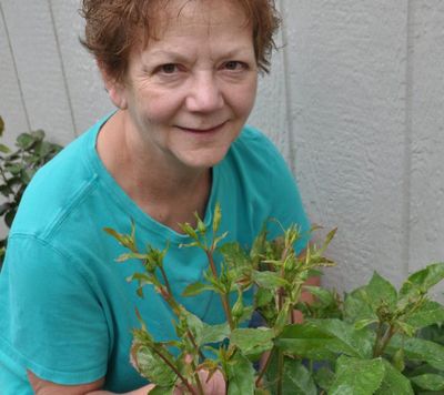 Sylvia Passe shows a rose bush infested with aphids in her Ponderosa garden. The cool, damp weather this spring has produced a lot of tender growth on the roses which attracted the aphids. Passe and Pat Munts  have decided an application of insecticidal soap would be the best way to get them under control. (Pat Munts / The Spokesman-Review)
