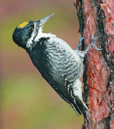 
A woodpecker hunts for food in a ponderosa pine north of Spokane.
 (File/ / The Spokesman-Review)