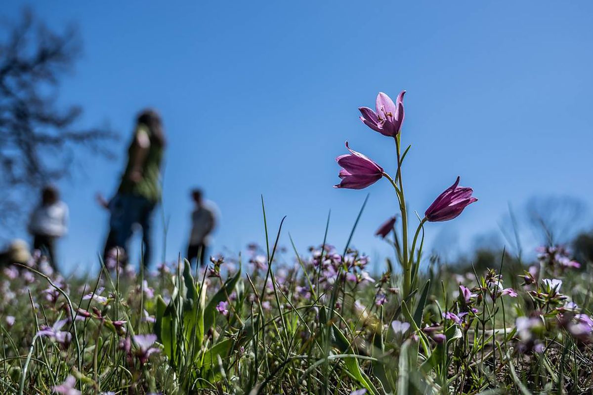 An adobe lily, a rare plant that grows in the clay soils of the coast ranges and the low hills of the Sacramento Valley, appears on the Molok Luyuk ridgeline along the border of Colusa and Lake counties in California on April 14.  (Hector Amezcua/The Sacramento Bee/TNS)