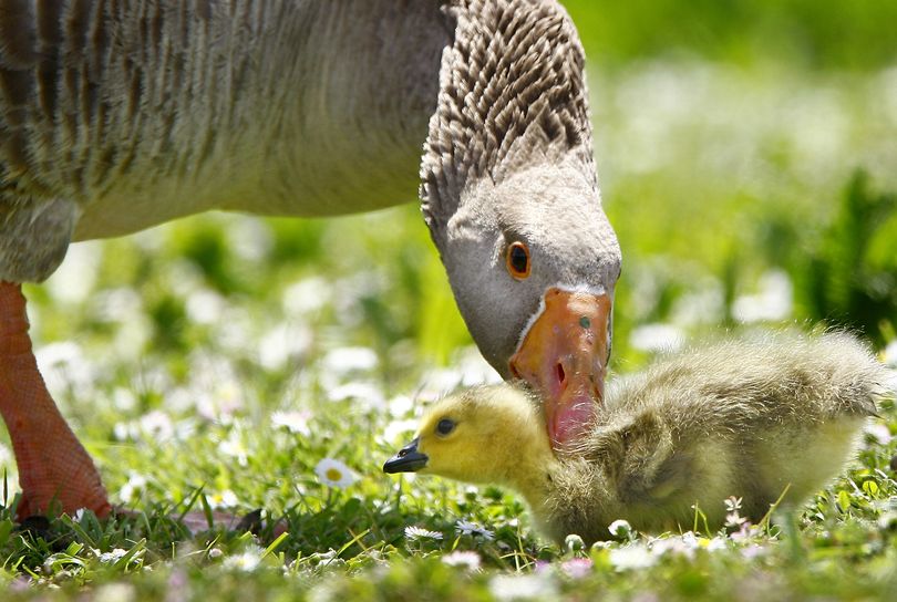 ORG XMIT: ORROS101 An adult goose bites the neck of a gosling on Friday, May 1, 2009 near the Stewart Park duck pond in Roseburg, Ore. The little one appeared uninjured by the bite. (AP Photo/The News-Review, Robin Loznak) (Robin Loznak / The Spokesman-Review)