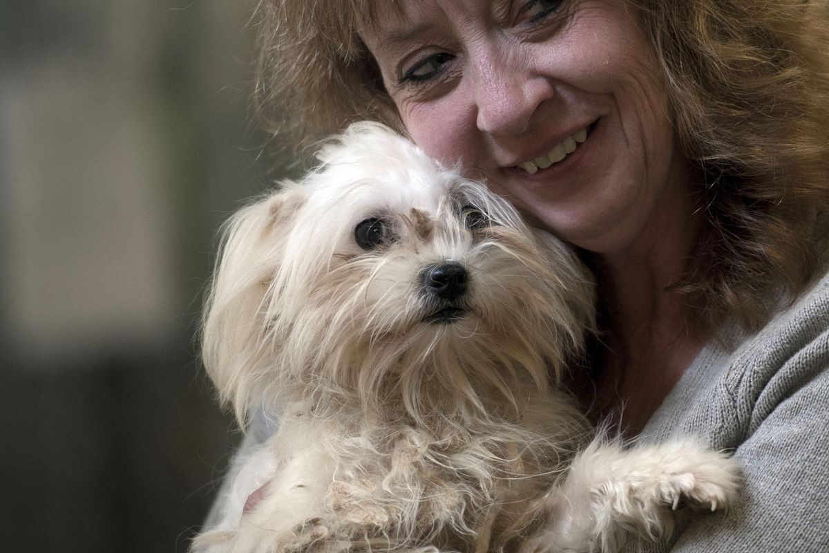 Dori Peck of SpokAnimal holds Luke, a Maltese, on Monday, Oct.8, 2018. Luke is one of the dogs rescued by the United States Humane Society from the Korean dog meat trade and is now up for adoption. (Kathy Plonka / The Spokesman-Review)