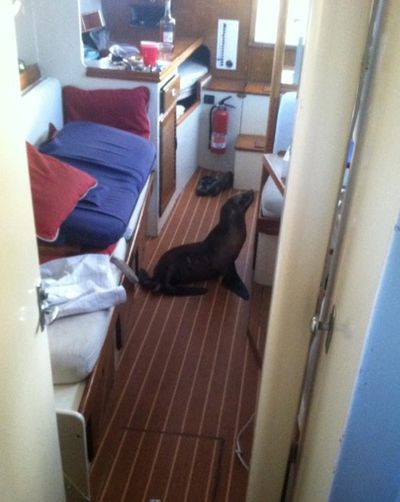 This photo provided by Michael Duffy shows a sea lion pup that found its way aboard his boat. (Associated Press)