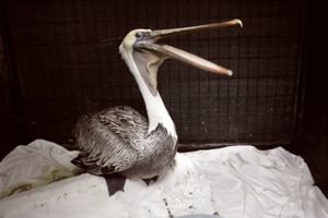 Eleven California Brown Pelicans were found with intentionally broken wings at Bolsa Chica State Beach.  (Associated Press / The Spokesman-Review)