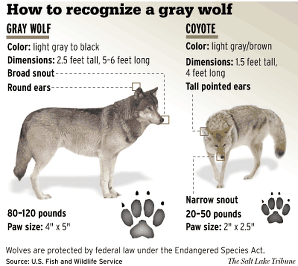 How to Tell the Difference Between a Wolf and a Coyote