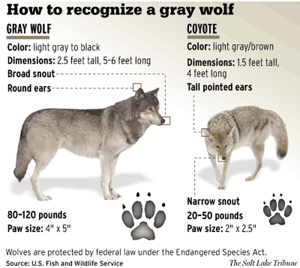 Timber Wolf Size Comparison