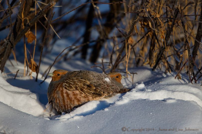 Hungarian partridge plump in in bitter-cold December temperatures in Montana. (Jaimie Johnson)