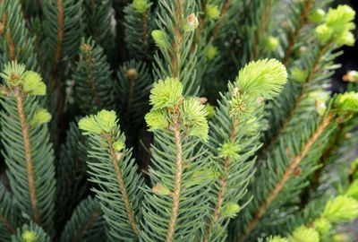 Evergreens provide winter cover for wildlife and, as the ancients knew, a winter lift for spirits. McClatchy-Tribune (McClatchy-Tribune / The Spokesman-Review)