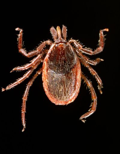 A dorsal view of an adult female Western black-legged tick, Ixodes pacificus. The small scutum, or tough, chitinous dorsal abdominal plate, does not cover its entire abdomen, thereby allowing the abdomen to expand many times when it ingests blood. (James Gathany / Centers for Disease Control and Prevention)