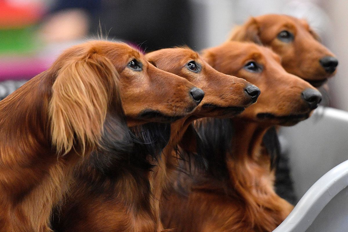 Dachshund dogs wait in a box before competition at a dog show in Dortmund, Germany, on Oct. 13, 2017.  (Martin Meissner)