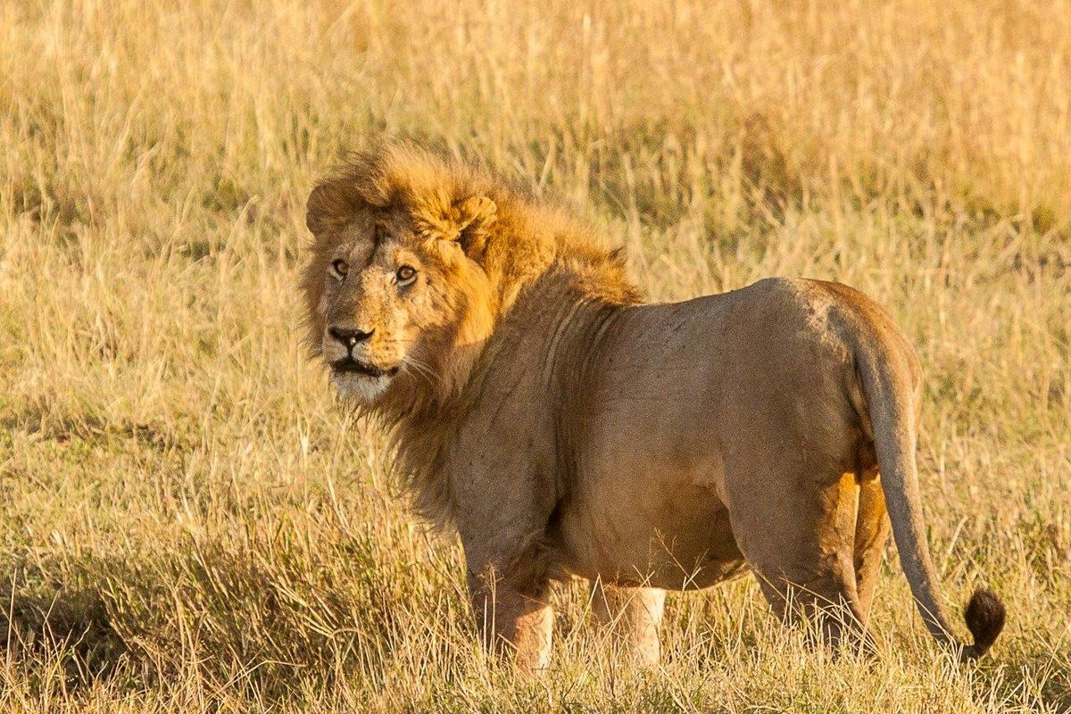 African lion photographed during a self-guided safari in Tanzania. (Bill and Debbie Pierce)