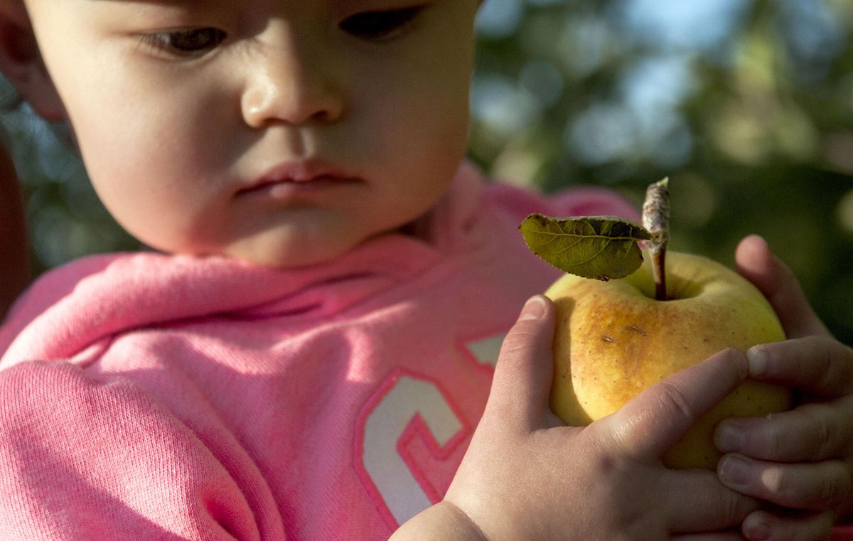 Green Bluff Harvest Festival Oct 7 2017 The Spokesman Review