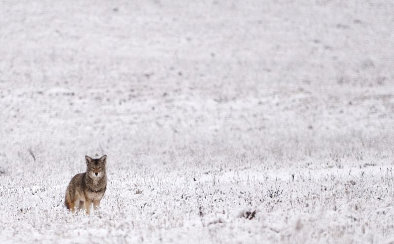 Roaming a snowy field: A coyote watches passing motorists on Thursday in a field near Airway Heights. (Tyler Tjomsland)