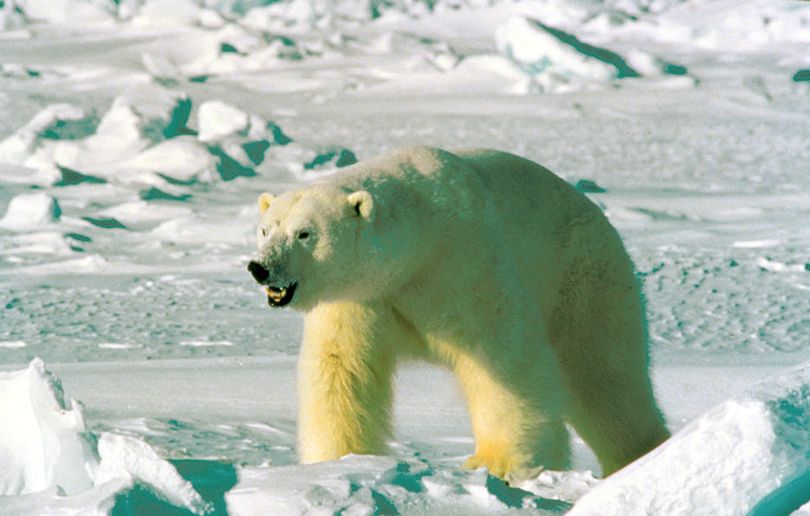 The Obama administration wants to set aside more than 200,000 square miles in Alaska for polar bears habitat.  (File Associated Press / The Spokesman-Review)