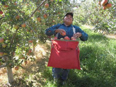 
Maria Dominguez picks Gala apples in Mario Mosso's orchard in Wapato, Wash. Associated Press
 (Associated Press / The Spokesman-Review)