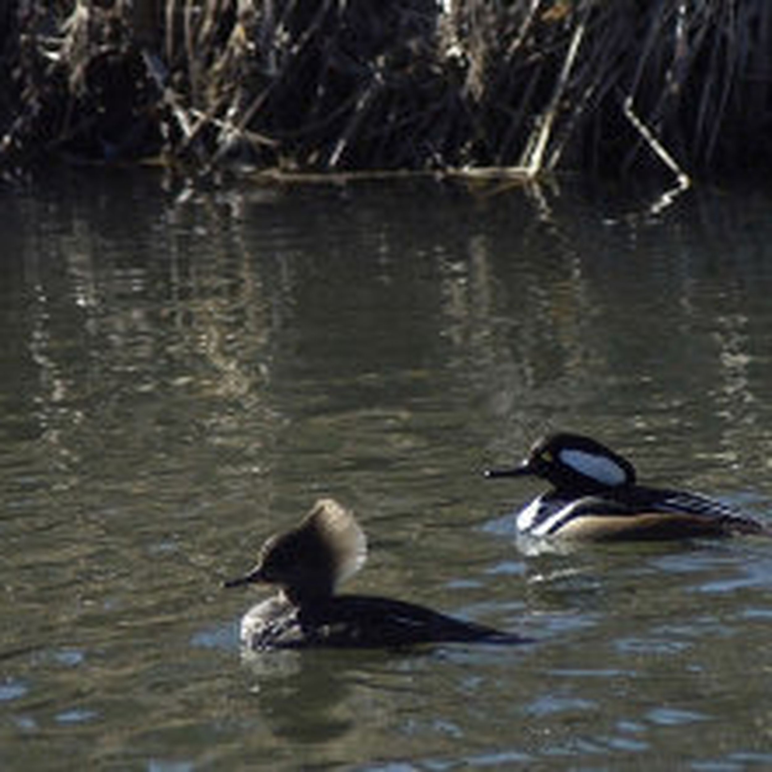 Much better than a smew | The Spokesman-Review