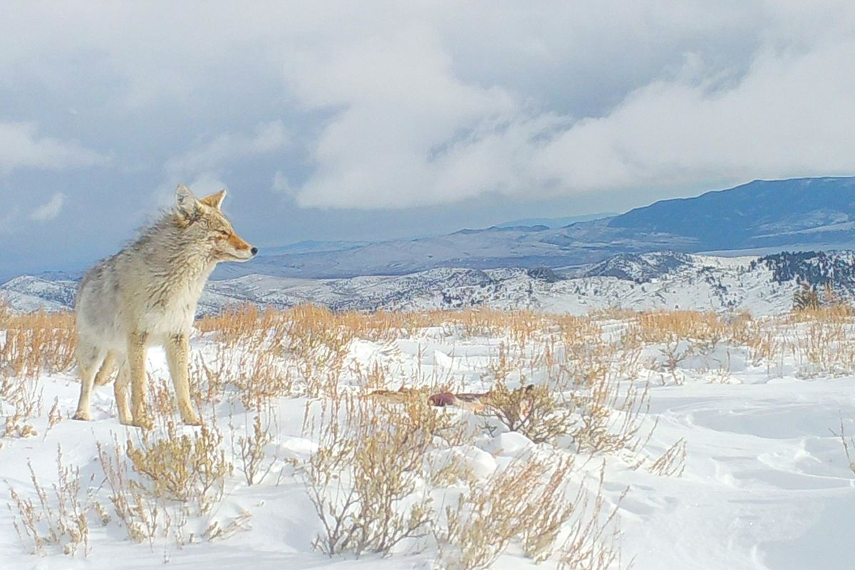 Coyotes and golden eagles consumed the majority of the test material.  (Courtesy of USGS)