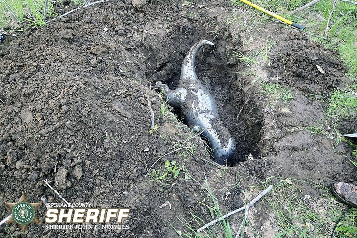 Spokane County Sheriff’s Office recovered on Friday a metal Tyrannosaurus rex statue stolen from a Mead development in March. The heist made headlines across the region. (Courtesy of the Spokane County Sheriff